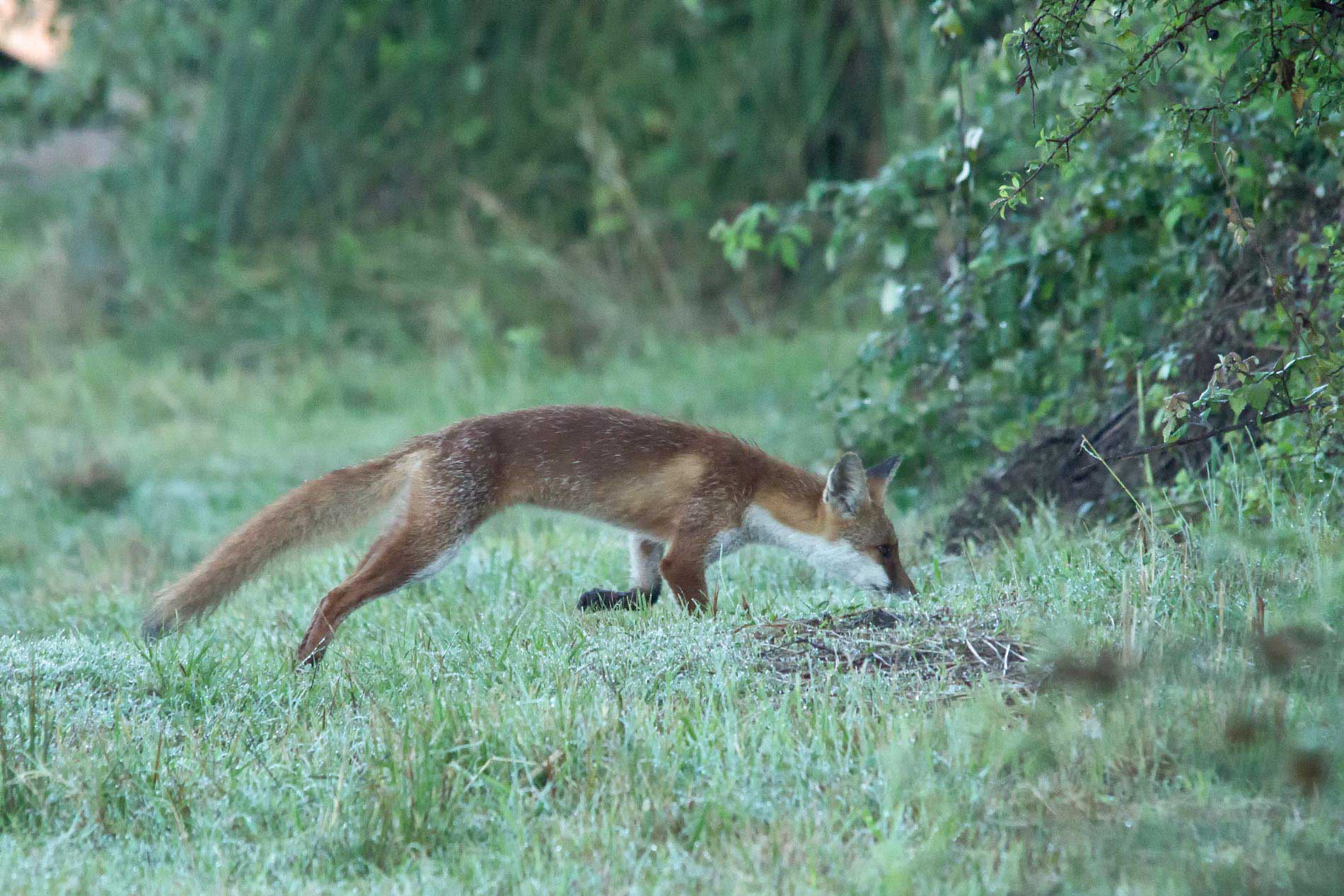 Giovane Volpacchiotto.